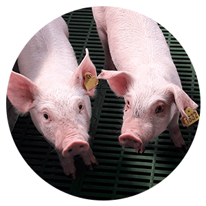 cerdos pig farm trials