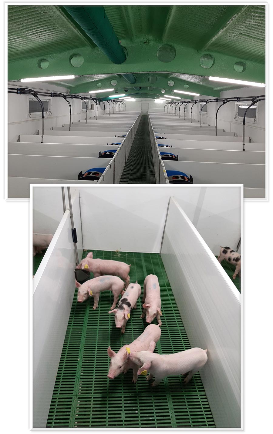 pig farm san esteban ensayos en animales