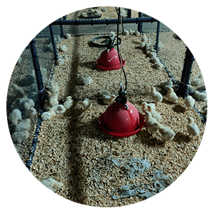 pollos poultry farms
