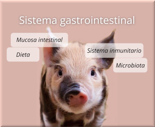 Sistema gastrointestinal lechón