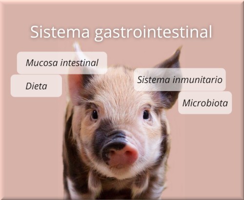 Sistema gastrointestinalv2 Sistema gastrointestinal lechón