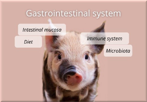 gastrointestinal system piglet