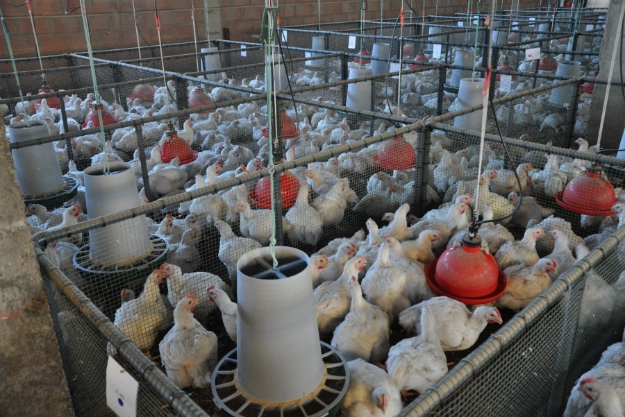 poultry farm for trials
