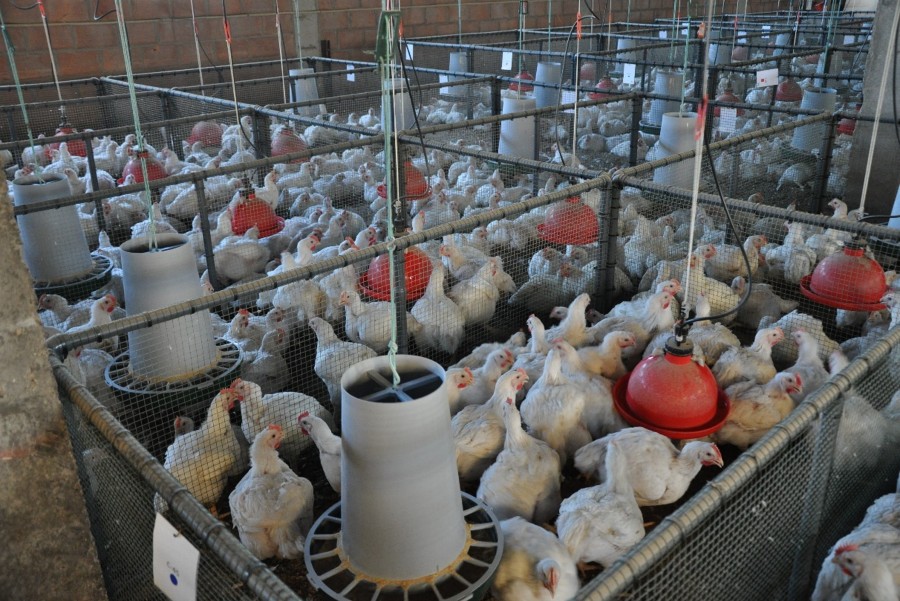 pruebas-pollospeq poultry farm for trials