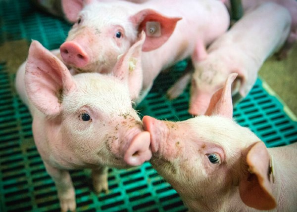 gut health piglets