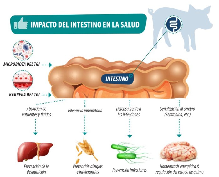 salud intestinal cerdos lechones