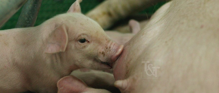 pig trial pig trial