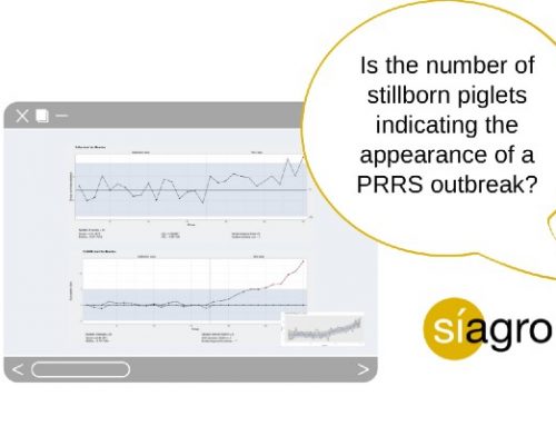 Is the number of stillborn piglets indicating the appearance of a PRRS outbreak?