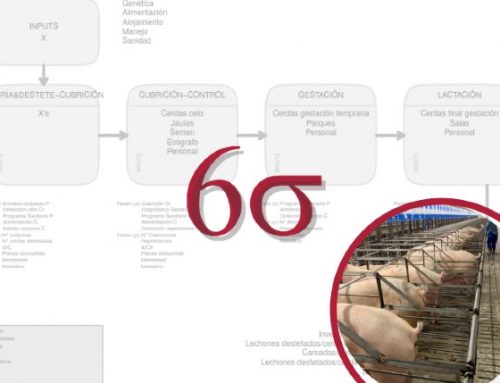 Six Sigma in pig production: Process mapping