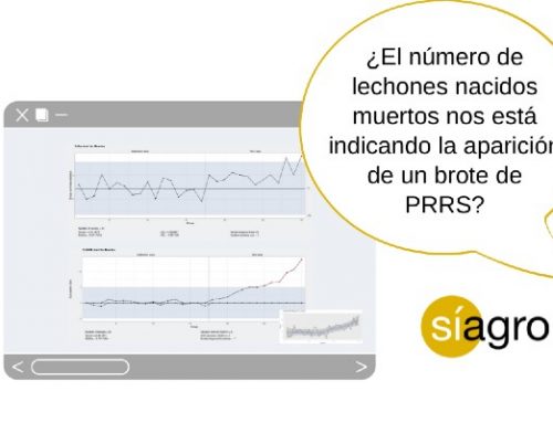 ¿El número de lechones nacidos muertos nos está indicando la aparición de un brote de PRRS?