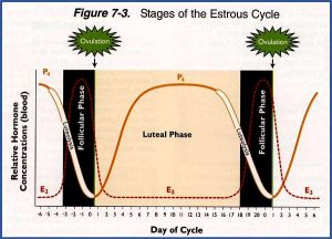 fisiologia ovulacion ciclo estral