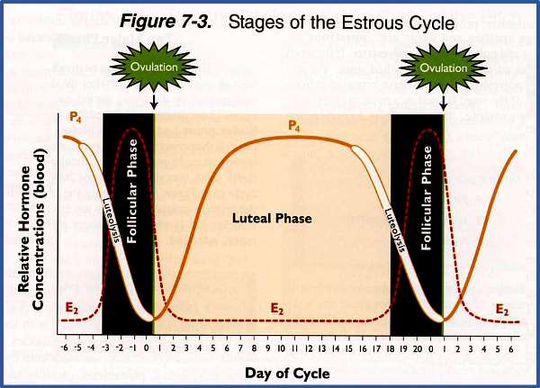 fisiologia ovulacion ciclo estral